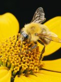 Bee on a Flower