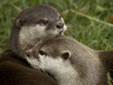 Pair of Mated Asian Short-Clawed River Otters Show Affection