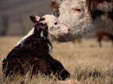 Hereford Cow with Calf