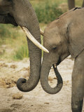 A Juvenile African Elephant Rubs Trunks with its Parent