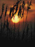 Seagrass Silhouetted at Sunset