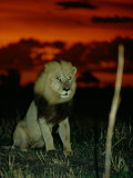 A Lion with Shining Eyes Looks into the Camera