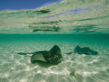 Aquatic Split-Level View of Two Southern Stingrays in Clear Water