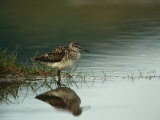 A Sandpiper and its Reflection in Calm Water