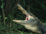 American Alligator on Floridas Gulf Coast