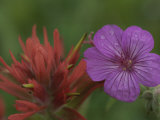 Indian Paintbrush and Wild Geranium (Right)