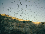 Mexican Free-Tailed Bats Emerge from Their Caves to Hunt