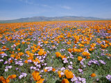 California Poppies and Other Wildflowers Fill a Scenic Landscape