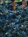 Stomping Grapes to Make Wine on a Collective Farm in Algeria
