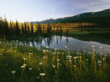 Daisies Grow Near a Lake in Yoho National Park