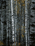 A Forest of White Birch Trees