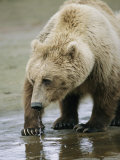 An Alaskan Brown Bear Walks Through Shallow Water