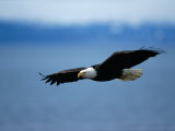 An American Bald Eagle Soars Through the Sky