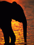 African Elephant Silhouetted at a Water Hole