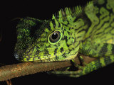 A Close View of the Head of a Lizard Lying Along a Branch