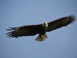 American Bald Eagle in Flight