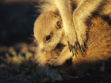 A Baby Meerkat Snuggles up to its Caretaker for Warmth and Safety
