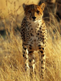Head-On View of a Cheetah on the Golden Savanna