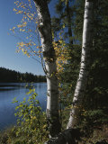 A View of a Lake Through Trees and Plants