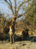 Cheetahs