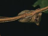 A Tarsier Clinging to a Tree Branch