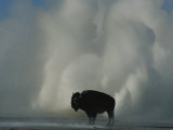 American Bison Silhouetted against Geyser Steam