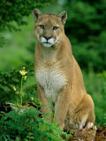 A Close View of a Captive Male Mountain Lion (Felis Concolor)