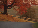 A Country Road Turns Downhill  Passing a Wooden Fence and a Tree