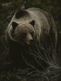 Close Frontal View of a Huge Grizzly (Ursus Arctos Horribilis) in a Pine Wood