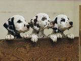 Three Inquisitive Dalmatian Puppies Peeking over a Board