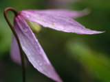 Droplets of Dew on a Pink Wildflower in Yoho National Park