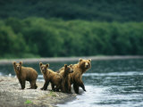 A Mother Brown Bear and Her Cubs at the Waters Edge