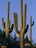 Saguaro Cacti in Desert Landscape with Vivid Blue Sky