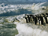 Adelie Penguins Line up to Dive into the Icy Antarctic Waters