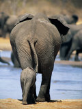 Female African Elephant and Her Calf in Chobe National Park