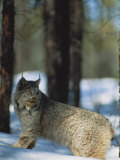 A Canadian Lynx