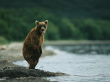 A Brown Bear Standing at Waters Edge with Tongue Sticking Out