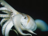 Close View of a Giant or Humboldt Squid at Night