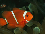 A Brilliant  Flourescent-Orange Spine-Cheeked Clownfish (Premnas Biaculeatus)
