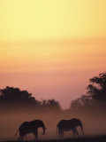 African Elephant Taking a Dust Bath at Sunset