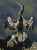 An American Anhinga Dries its Wings on a Rock Overlooking the Water