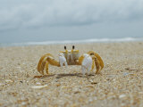 Eye to Eye View of a Ghost Crab on the Beach