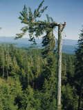 A Lumberman Tops a Sitka Spruce