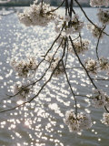 Close View of Cherry Blossoms