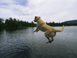 A Yellow Labrador Retriever Jumps into a Lake