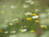 Field Filled with Daisies and Dandelions in Bloom