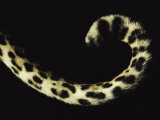 Close View of a Leopards Curled Tail