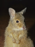 A Close View of the Endangered Rufous Hare Wallaby