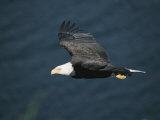 An American Bald Eagle  Haliaeetus Leucocephalus  in Flight
