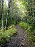 A Mountain Path Meanders Along Through the Forest